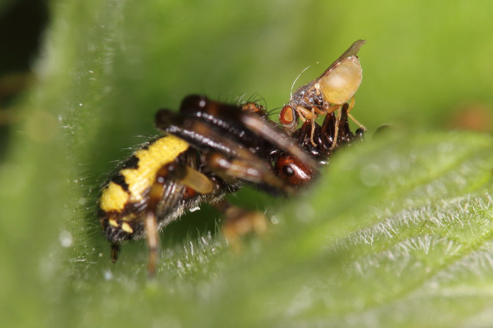 Ditteri opportunisti: Milichiidae