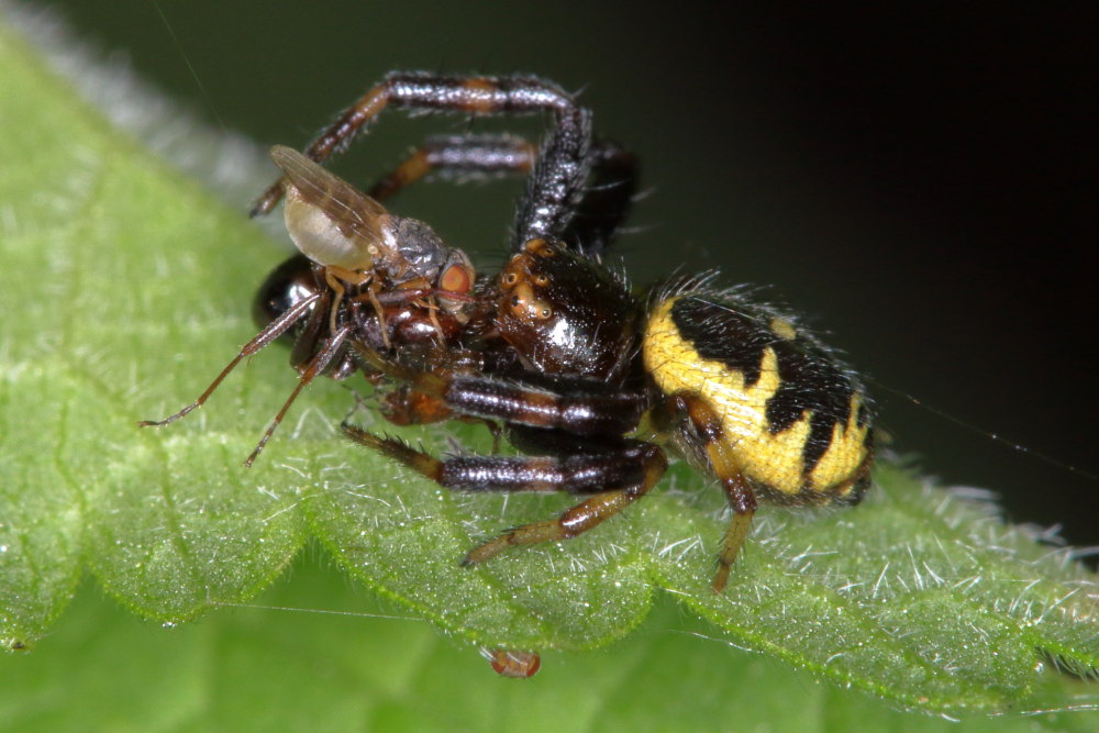 Ditteri opportunisti: Milichiidae