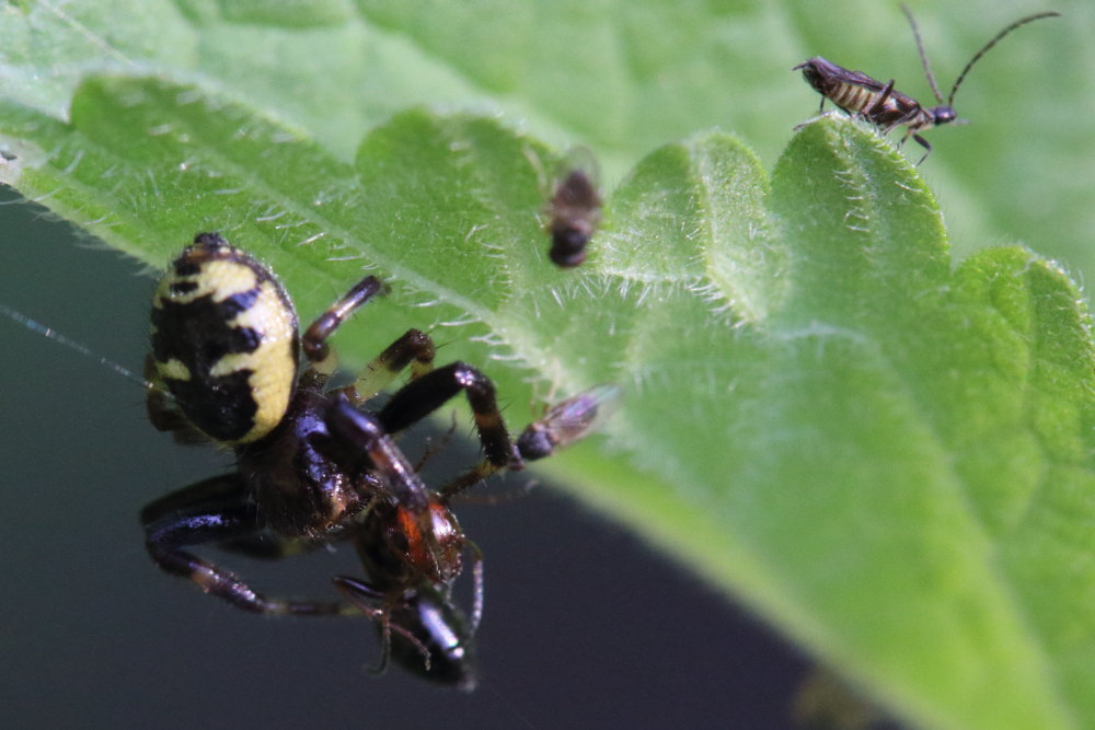 Ditteri opportunisti: Milichiidae