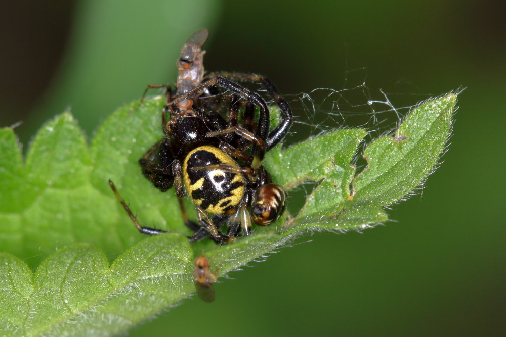 Ditteri opportunisti: Milichiidae