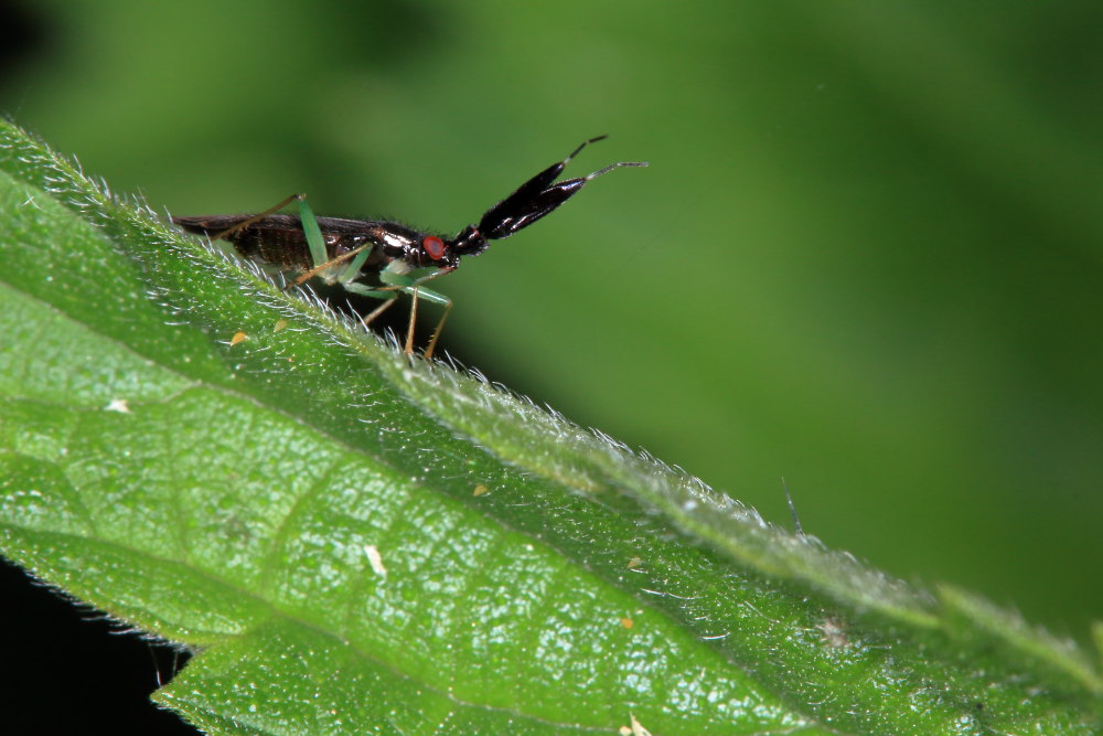 Miridae:  Heterotoma merioptera?  S!