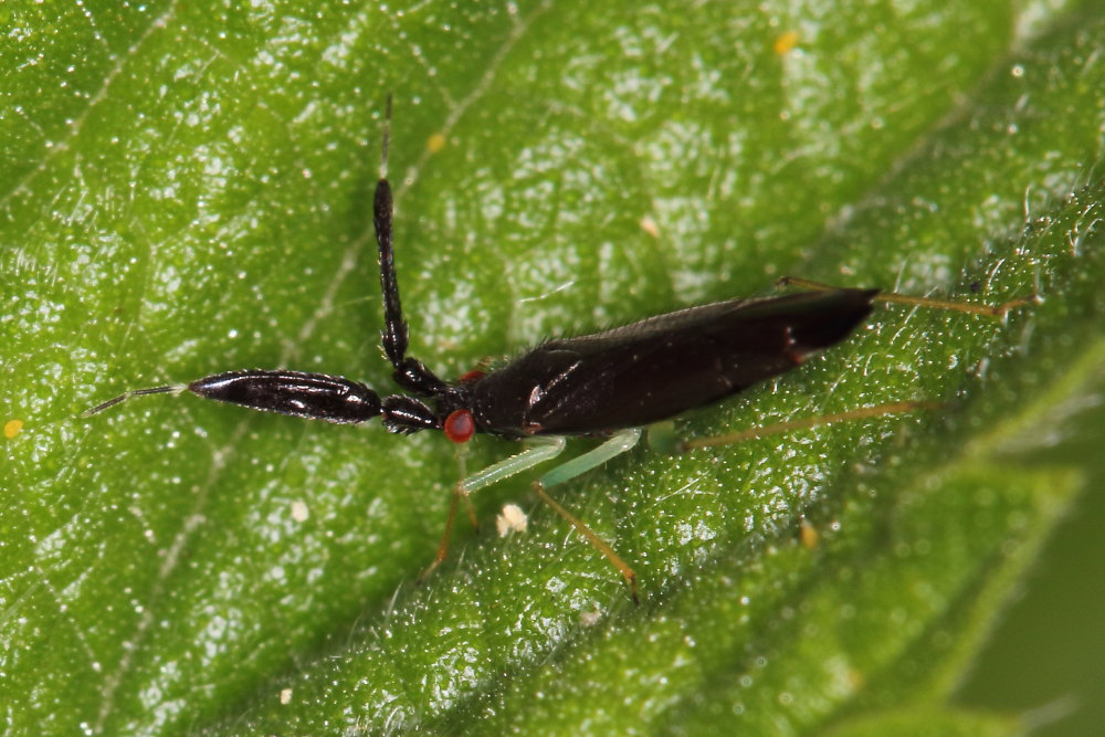 Miridae:  Heterotoma merioptera?  S!