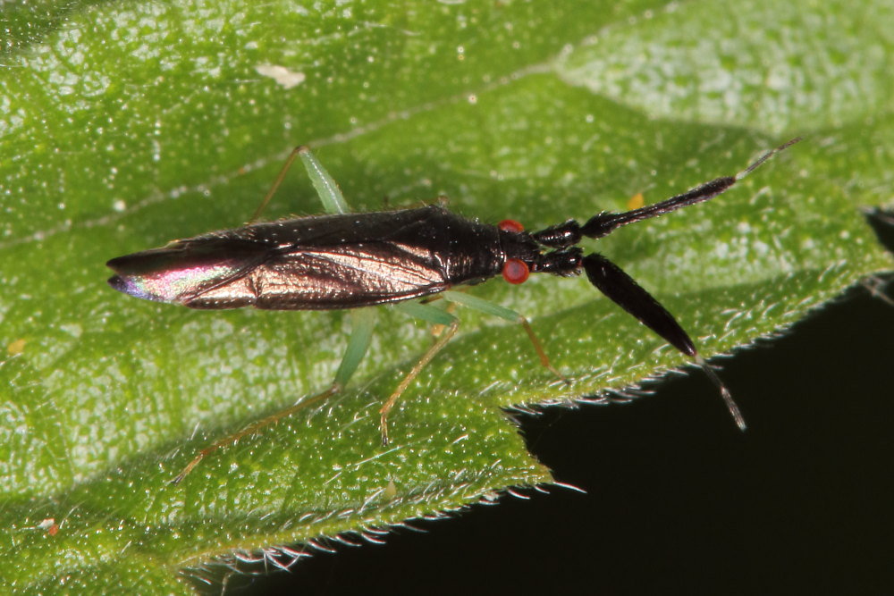 Miridae:  Heterotoma merioptera?  S!