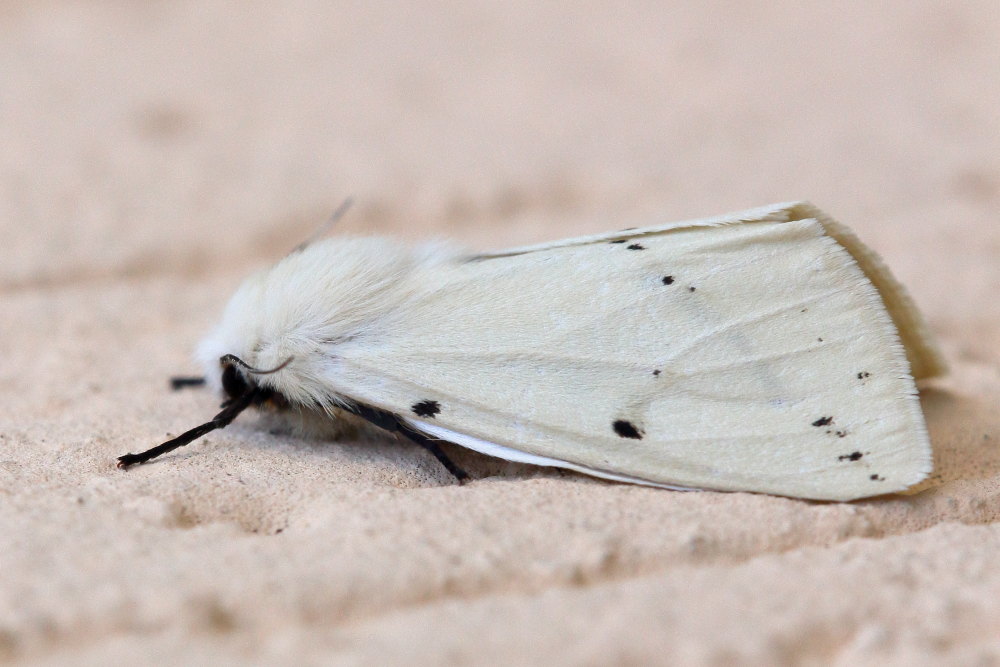 Da identificare: Spilosoma luteum - Erebidae