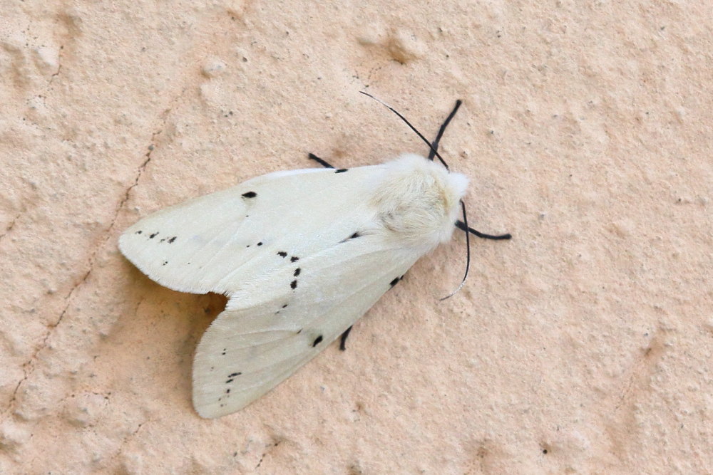 Da identificare: Spilosoma luteum - Erebidae
