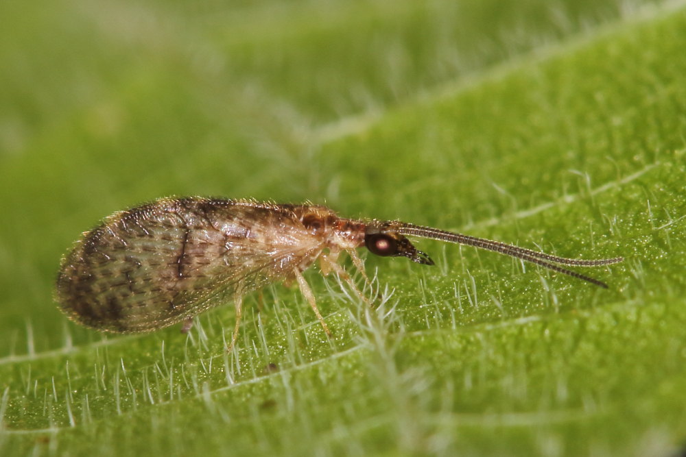 Hemerobiidae:  Sympherobius cfr. luqueti