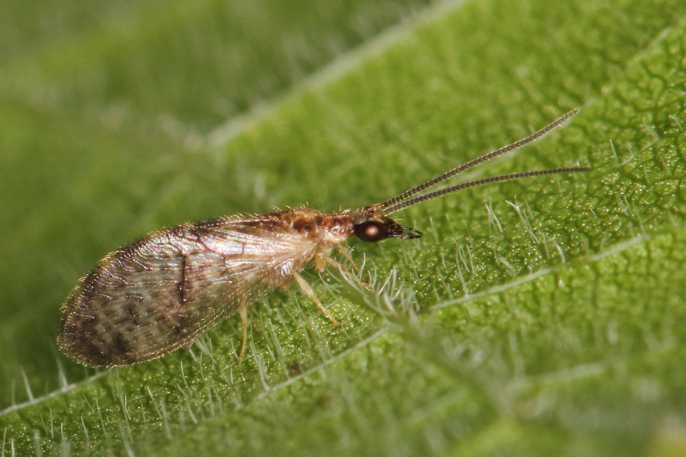 Hemerobiidae:  Sympherobius cfr. luqueti