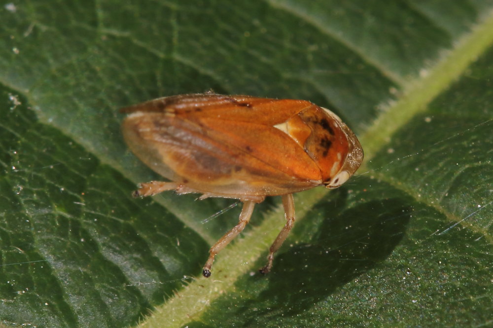 Philaenus spumarius  ( Aphrophoridae)