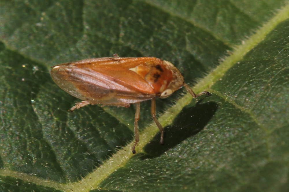 Philaenus spumarius  ( Aphrophoridae)