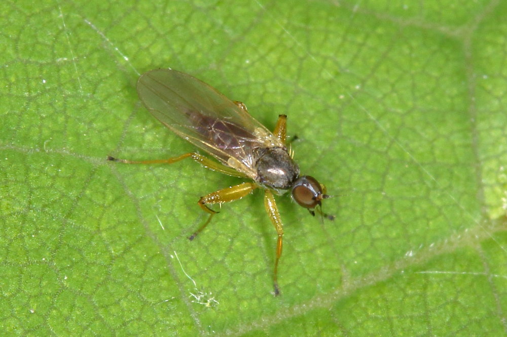 Hybotidae?  S, Platypalpus sp.