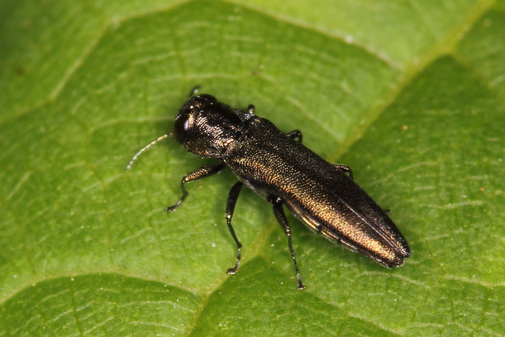 Agrilus derasofasciatus?