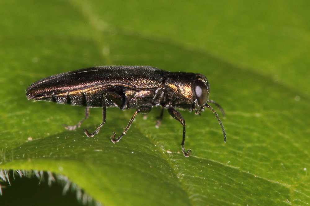 Agrilus derasofasciatus?