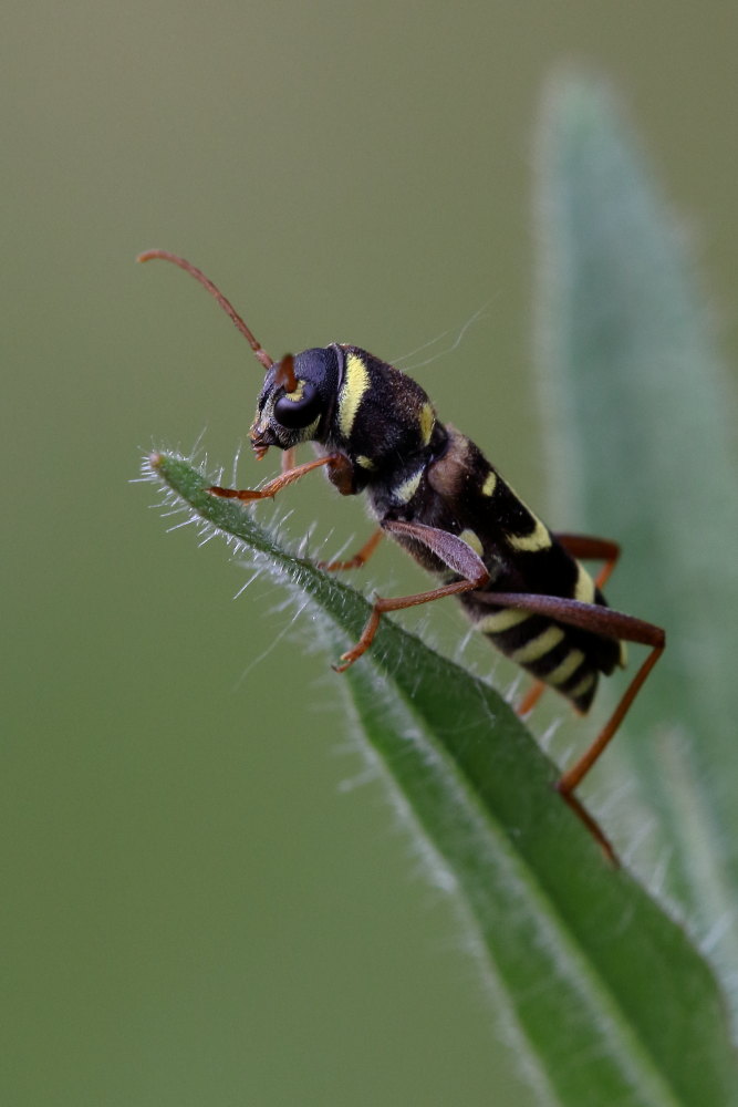 Xylotrechus.... ?  Xylotrechus arvicola