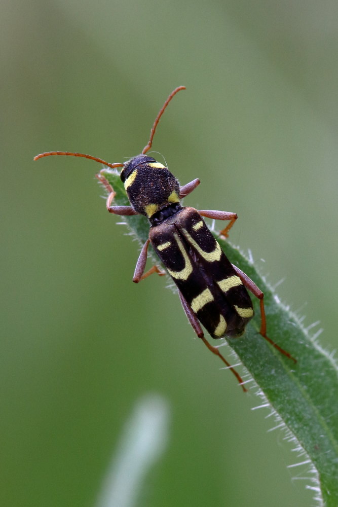 Xylotrechus.... ?  Xylotrechus arvicola