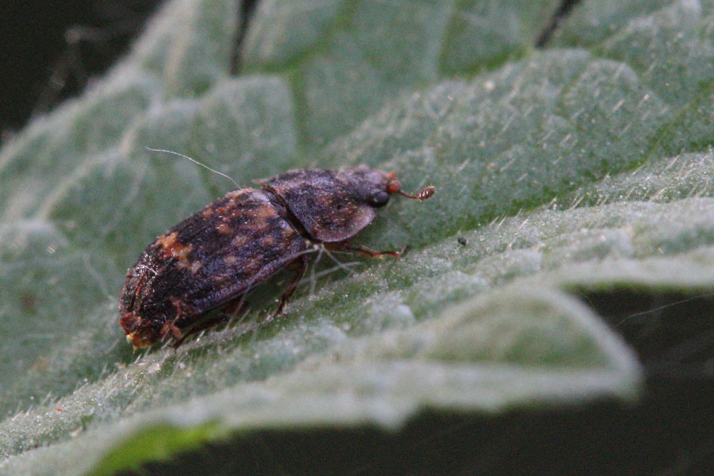 Nitidulidae:   Soronia oblonga