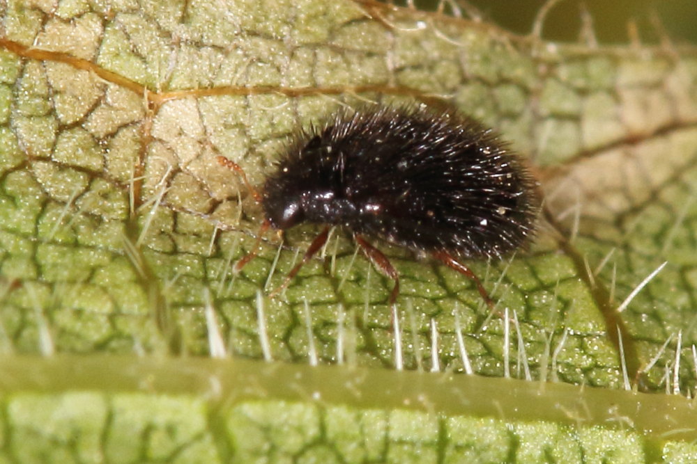 Microcoleottero irsuto da identificare:   Trinodes hirtus, femmina