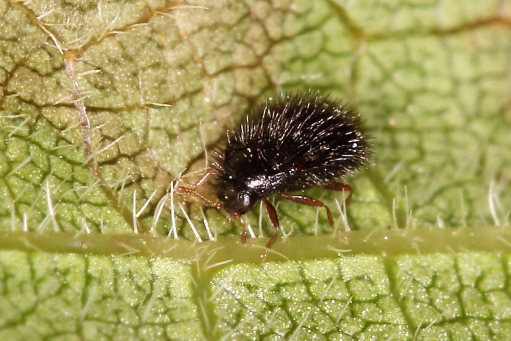 Microcoleottero irsuto da identificare:   Trinodes hirtus, femmina