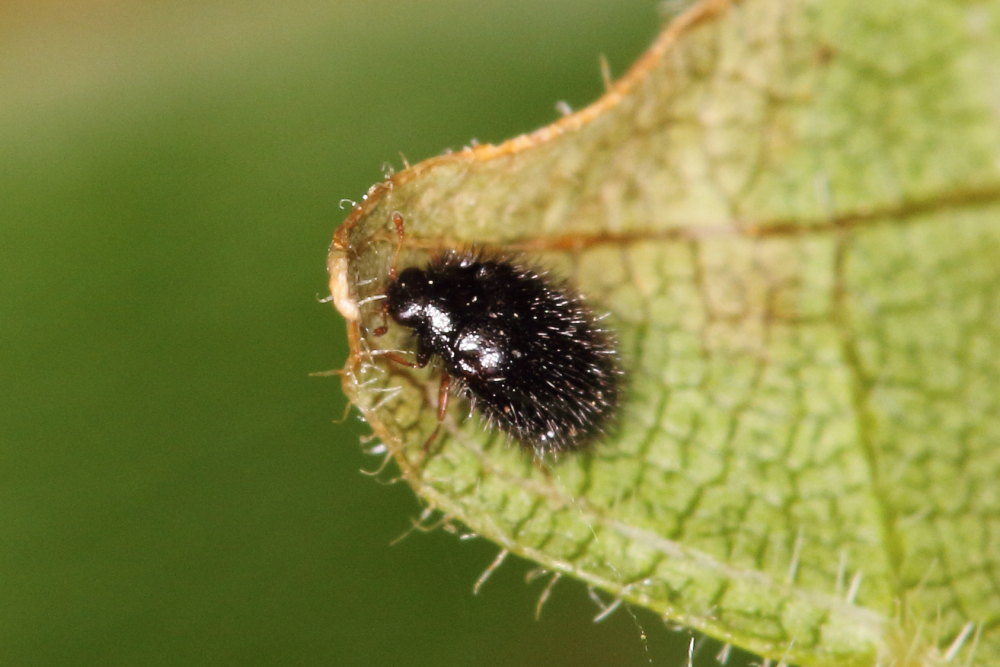 Microcoleottero irsuto da identificare:   Trinodes hirtus, femmina