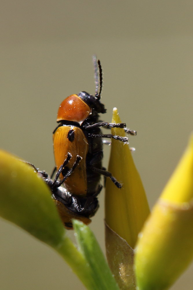 Chrysomelidae: Cryptocephalus bimaculatus? S.