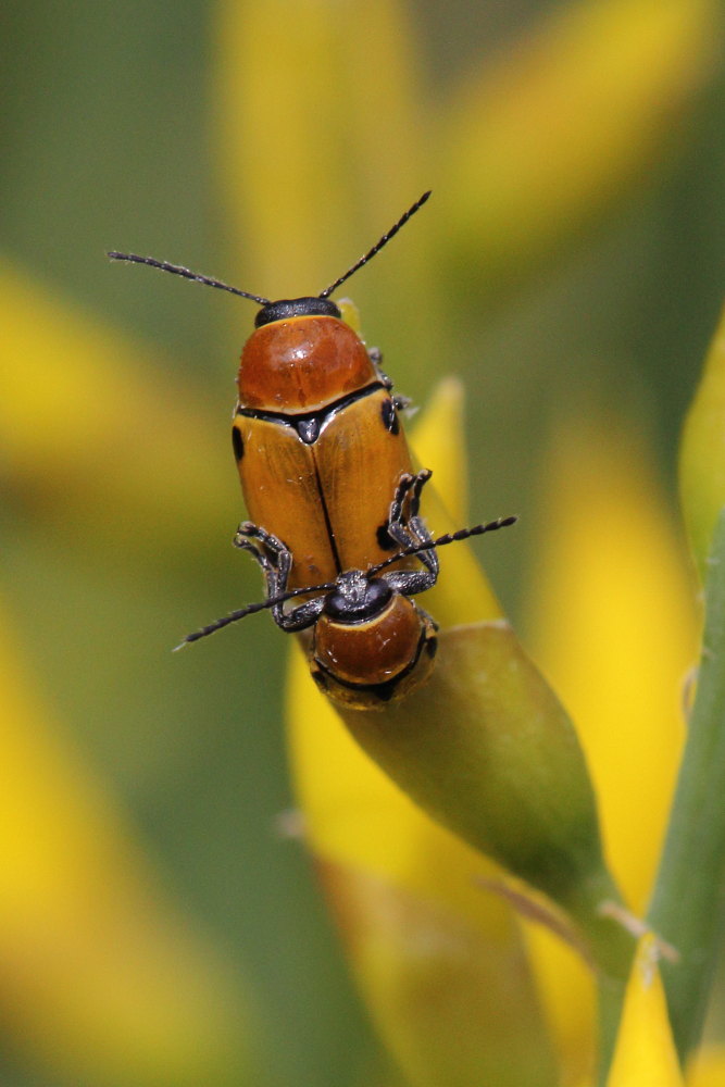 Chrysomelidae: Cryptocephalus bimaculatus? S.