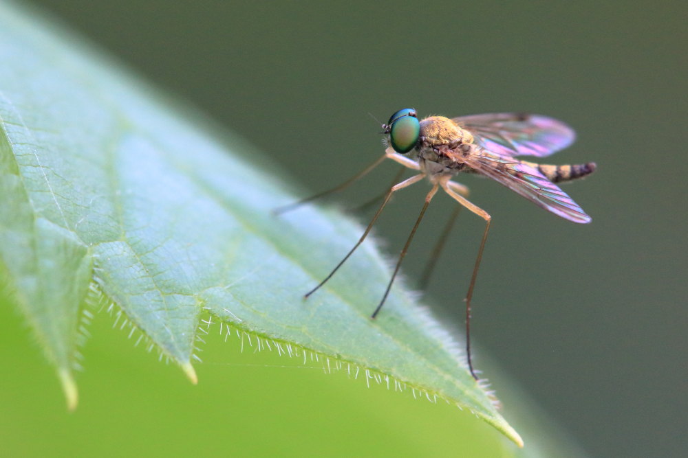 Rhagionidae:  Chrysopilus sp. maschio?  Sì !
