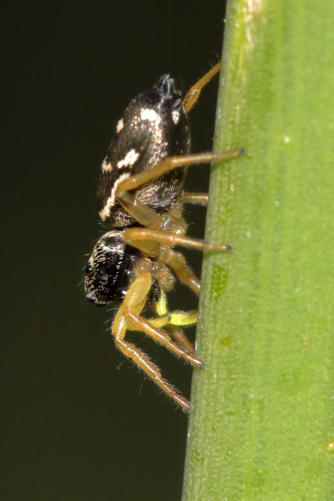 Heliophanus cupreus, femmina - Monte Conero (AN)