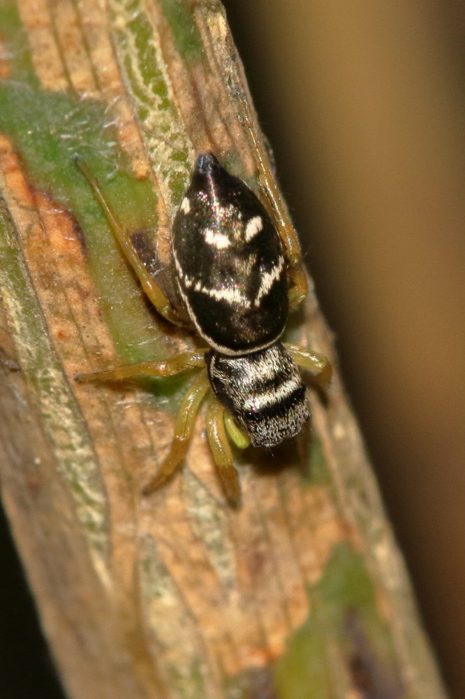 Heliophanus cupreus, femmina - Monte Conero (AN)