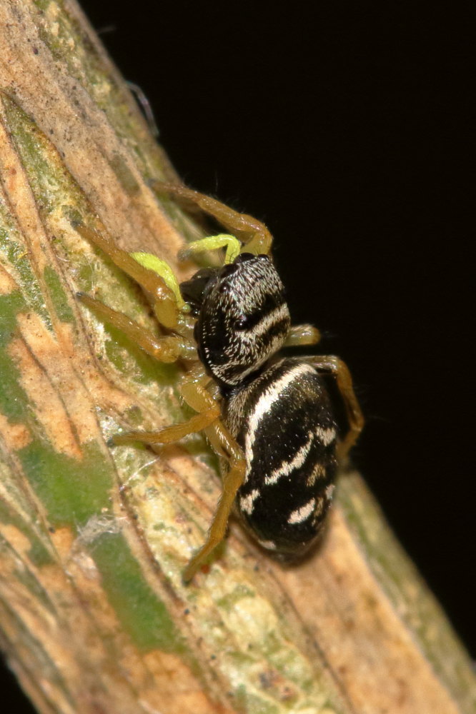 Heliophanus cupreus, femmina - Monte Conero (AN)