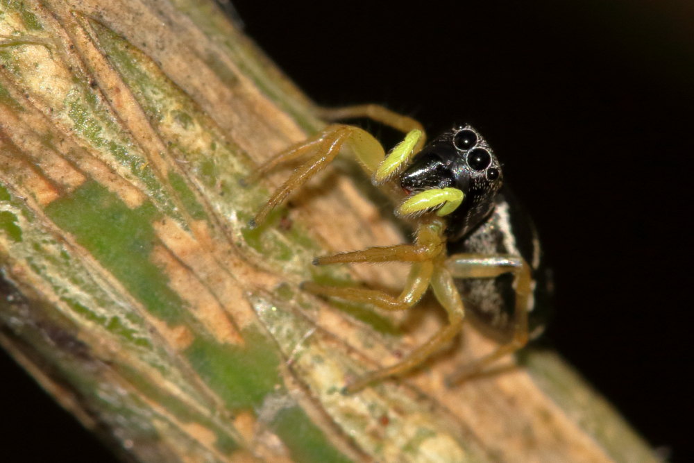 Heliophanus cupreus, femmina - Monte Conero (AN)