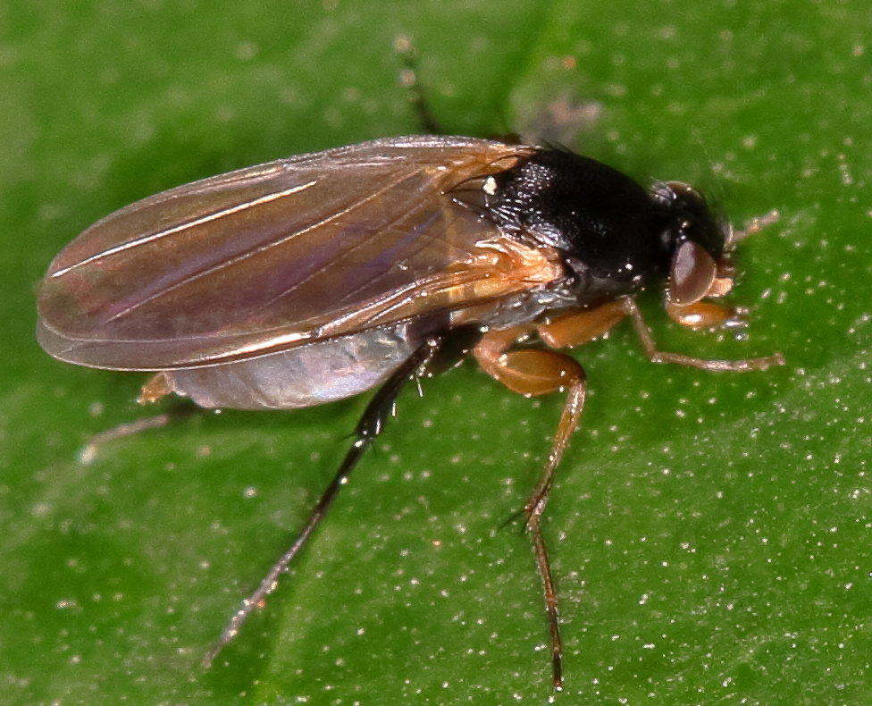 Phoridae