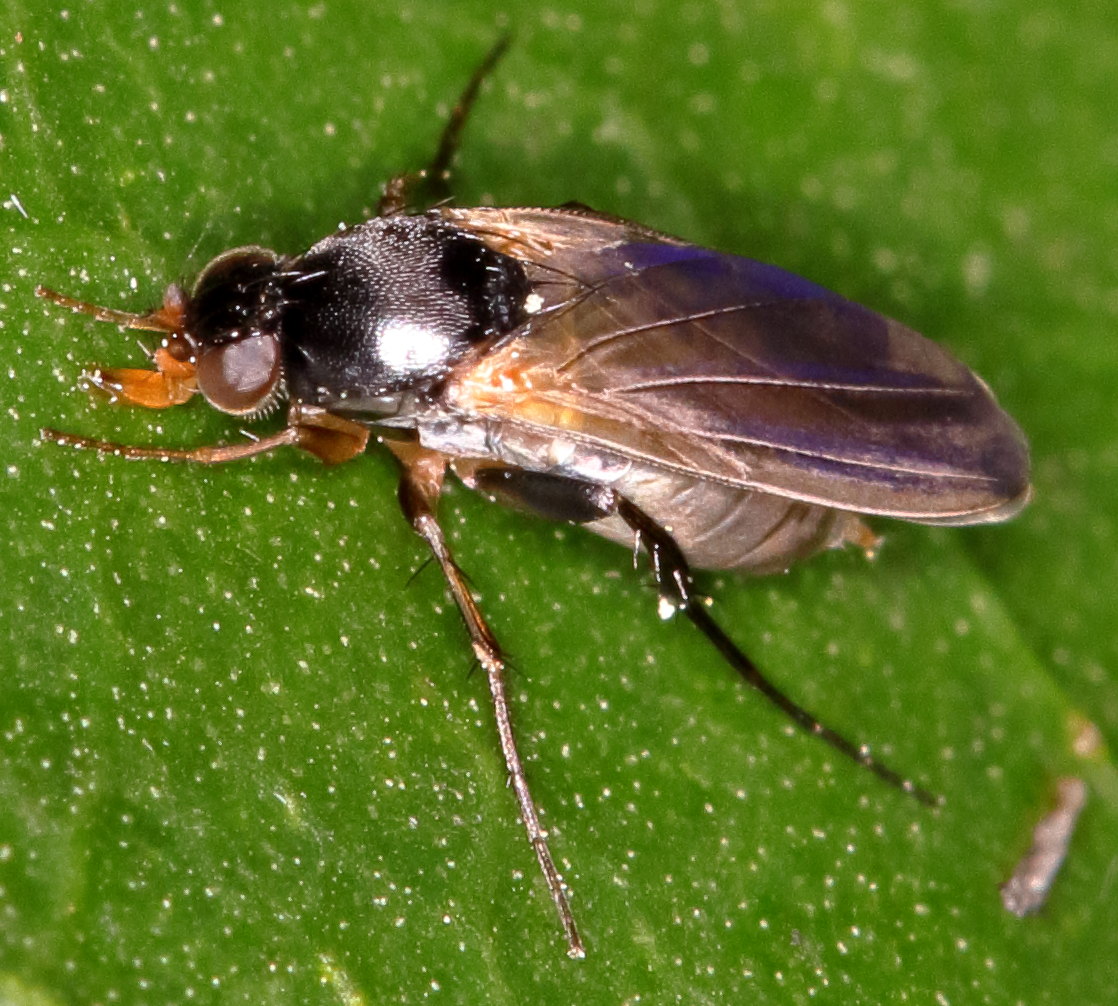 Phoridae