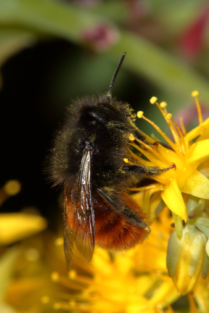 Osmia cornuta (Apidae Megachilinae) ?   S !