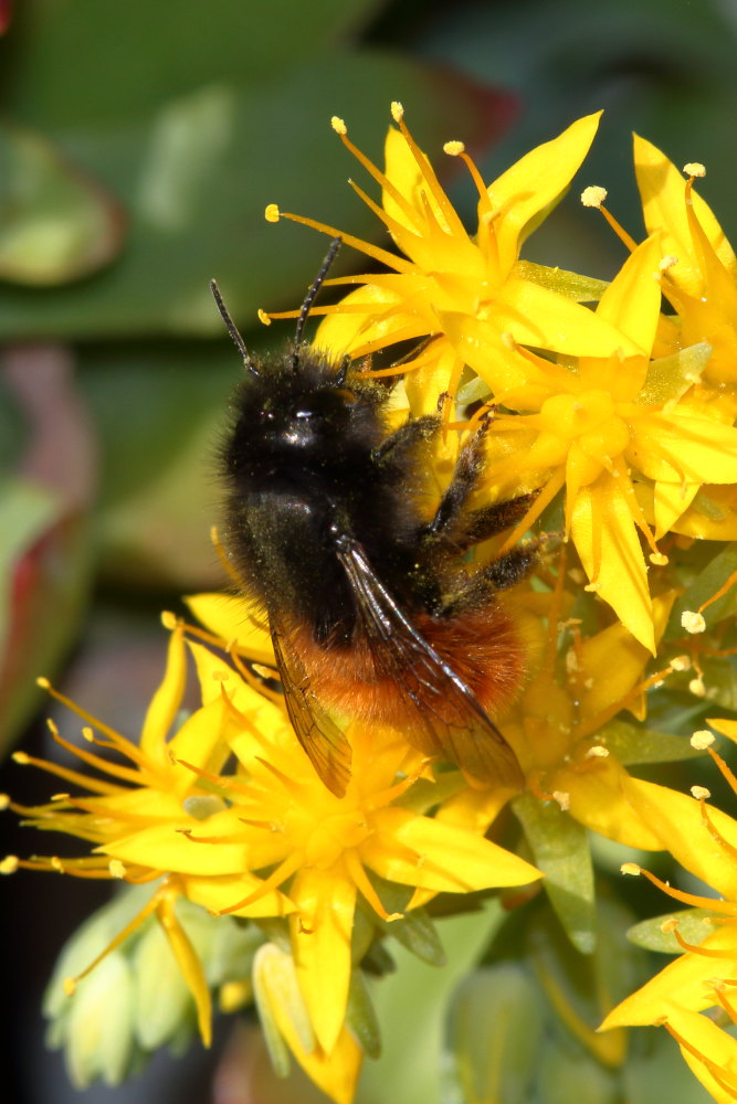 Osmia cornuta (Apidae Megachilinae) ?   S !