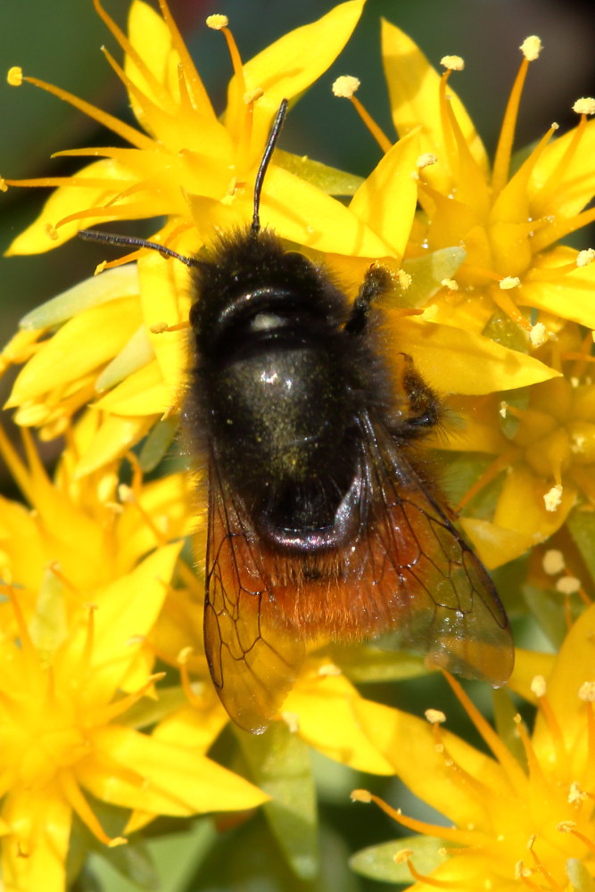 Osmia cornuta (Apidae Megachilinae) ?   S !