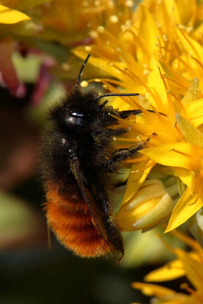 Osmia cornuta (Apidae Megachilinae) ?   S !