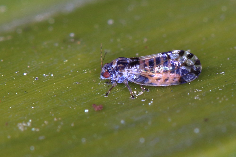 Psillidae da identificare: cfr. Cacopsylla pulchella