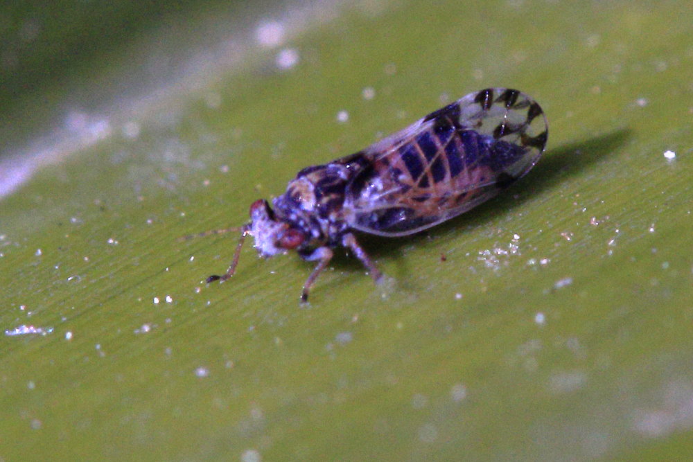 Psillidae da identificare: cfr. Cacopsylla pulchella