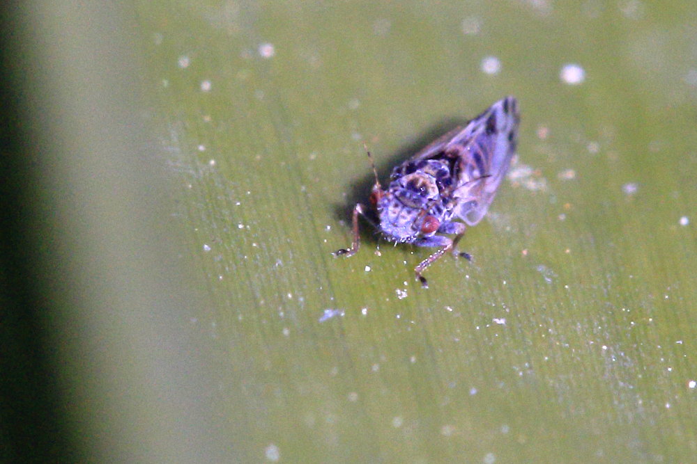 Psillidae da identificare: cfr. Cacopsylla pulchella