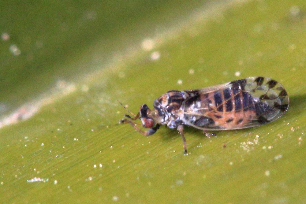 Psillidae da identificare: cfr. Cacopsylla pulchella