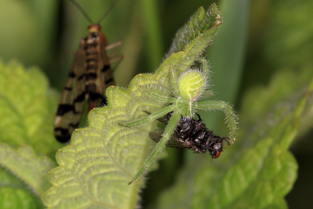 Heriaeus (hirtus ?) e le panorpe opportuniste
