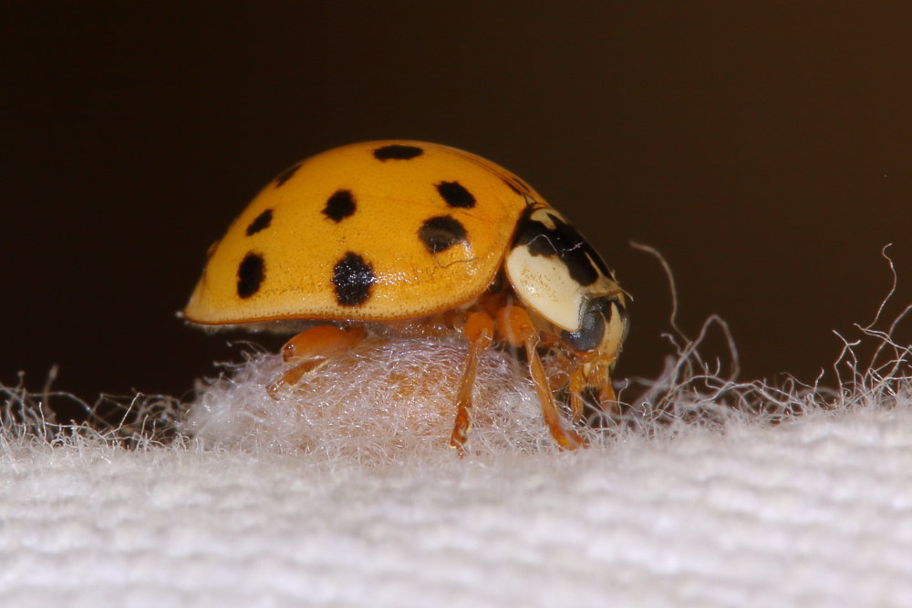 Harmonia axyridis parassitata da Imenottero braconidae (cfr. Dinocampus coccinellae)