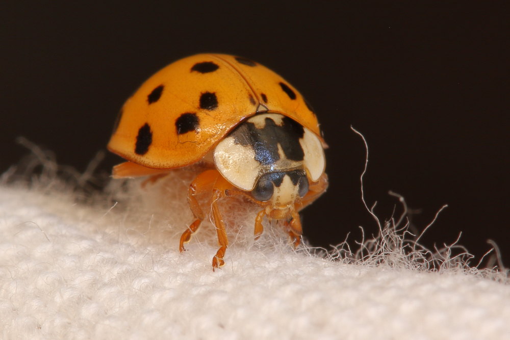 Harmonia axyridis parassitata da Imenottero braconidae (cfr. Dinocampus coccinellae)