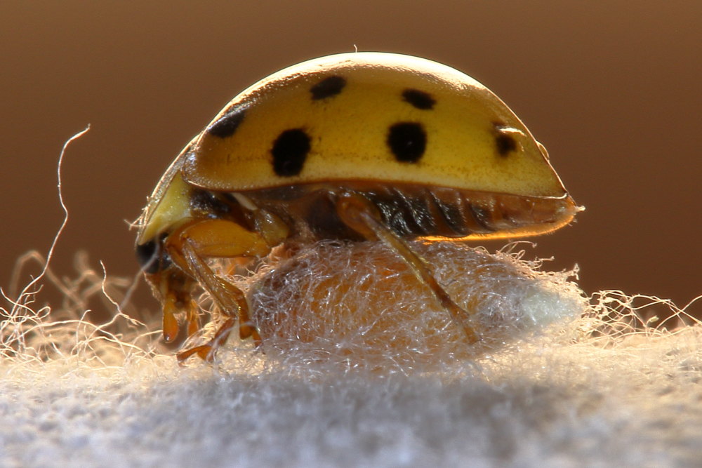 Harmonia axyridis parassitata da Imenottero braconidae (cfr. Dinocampus coccinellae)