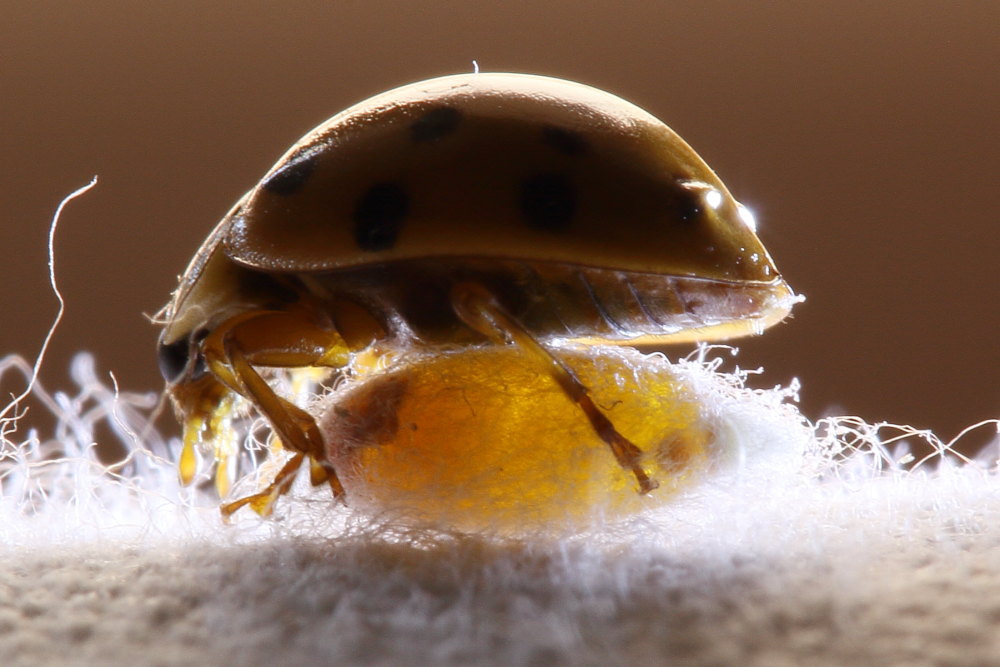 Harmonia axyridis parassitata da Imenottero braconidae (cfr. Dinocampus coccinellae)