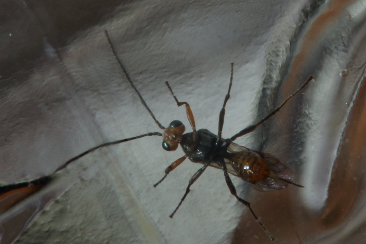 Harmonia axyridis parassitata da Imenottero braconidae (cfr. Dinocampus coccinellae)