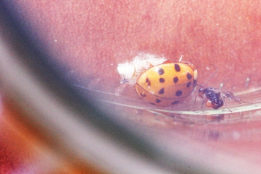 Imenottero braconidae (cfr. Dinocampus coccinellae)