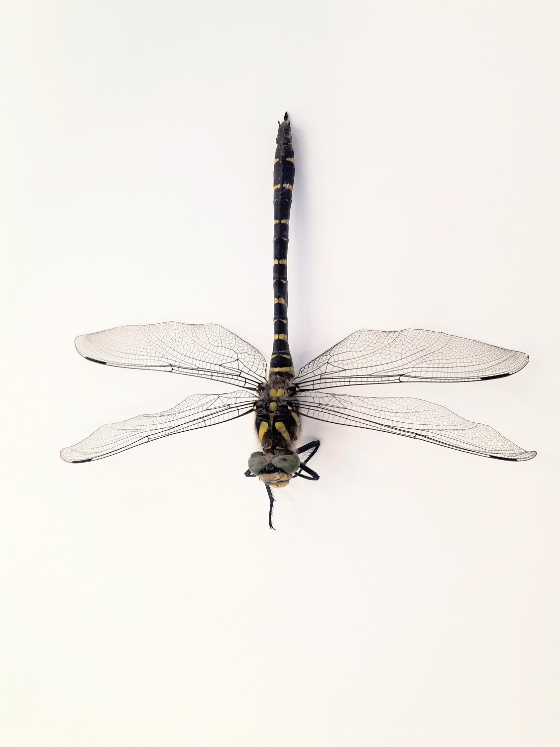 Cordulegaster boltonii (Cordulegastridae)