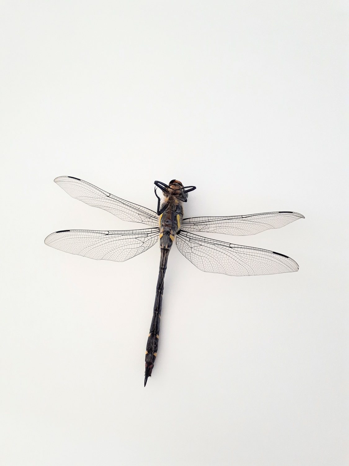Cordulegaster boltonii (Cordulegastridae)
