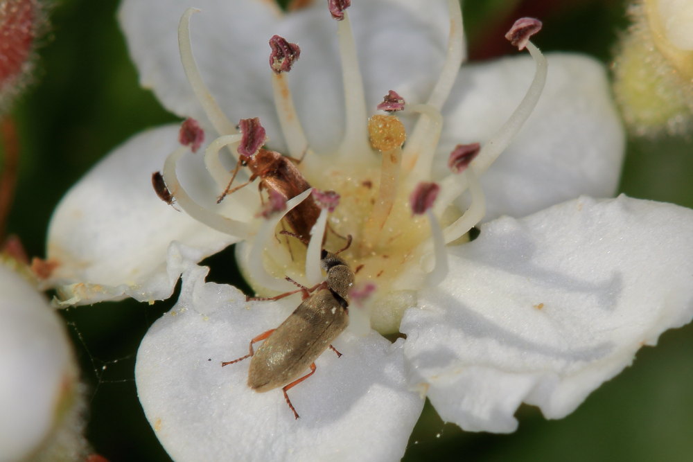 Dasytidae: Danacea sp. e Scraptiidae da identificare