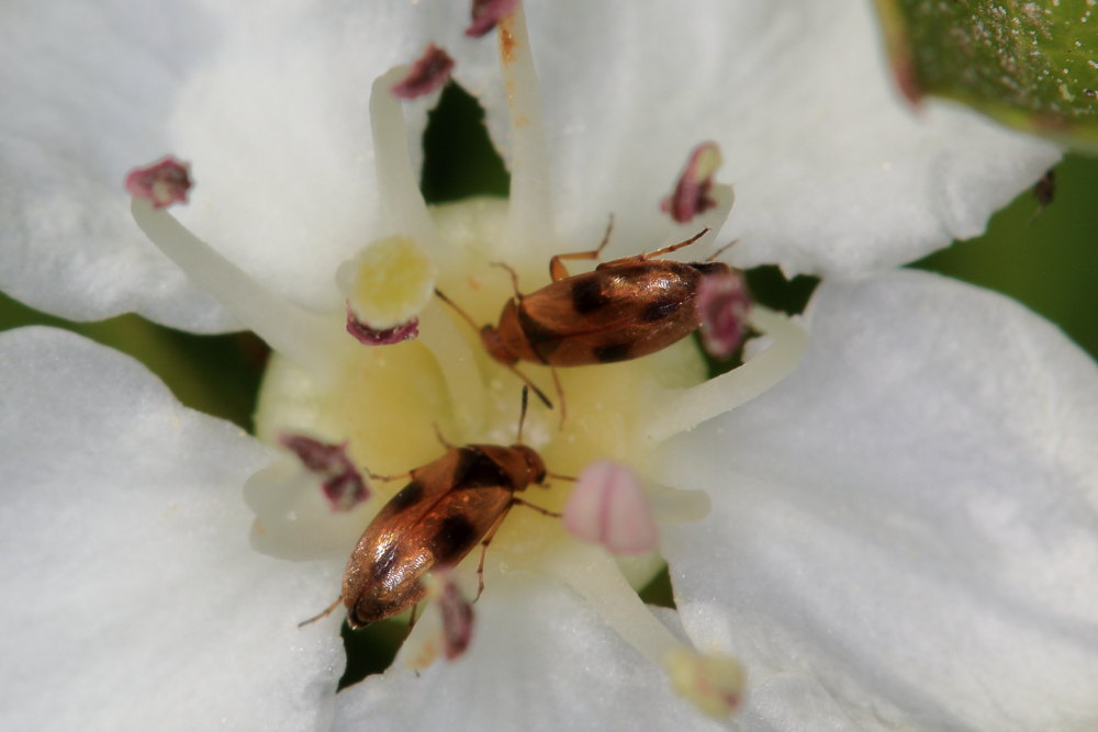 Dasytidae: Danacea sp. e Scraptiidae da identificare